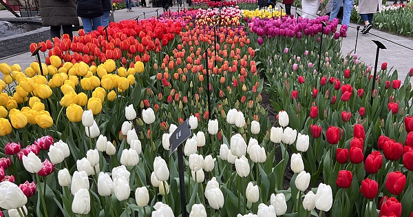 Hollanda'da dünyanın en büyük lale bahçelerinden Keukenhof, 75. kez ziyarete açıldı