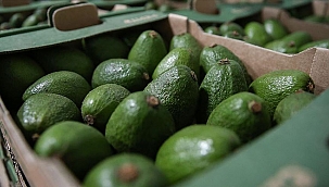 Nederland is de grootste niet-producerende exporteur van avocado's