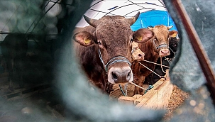 Voor 1,8 miljard euro aan levende dieren uitgevoerd