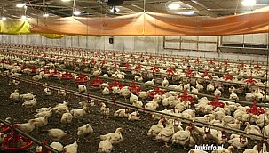 Vogelgriep vastgesteld op vleeskuikenbedrijf in Son: 170.000 dieren geruimd