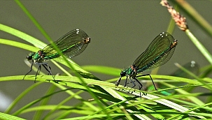 ASELSAN werkt aan een micro-UAV ter grootte van een insect