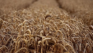 Türkiye's diplomatieke overwinning bij het oplossen van de wereldwijde voedselcrisis