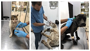 Vrijwillige dierenartsen smeerden zalf op de wonden van slachtoffers van aardbevingen