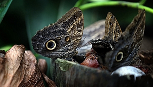Konya Tropisch Vlinderpark trekt in 8 jaar tijd 3 miljoen bezoekers