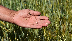 Kunstmatige intelligentie helpt bij bestrijding van schadelijk insect in Turkije