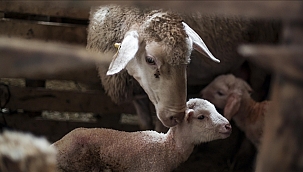 Turkije Herwint Leiderschap in de Europese Veeteelt