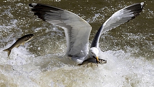 116.000 mensen woonden in Turkije het evenement "Trek van de Vissen" bij
