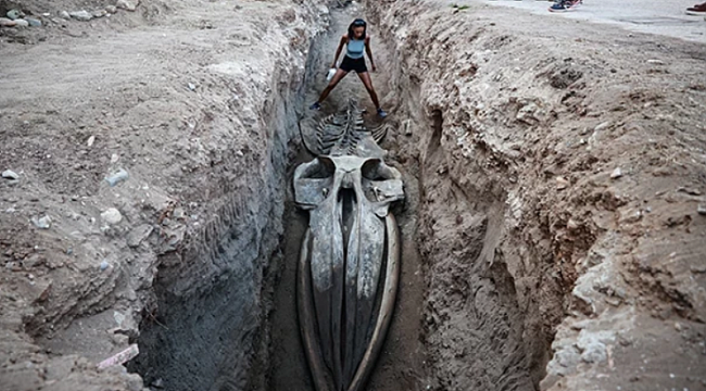 Mysterieuze Walvisschat in Mersin: 14 Meter Lange Reus Opgegraven