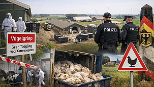 Binnen twee dagen vier nieuwe vogelgriepbesmettingen in en rond Nederland