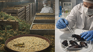 Europa aast op insectenmeel uit Turkije