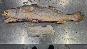 Ruim 300 kilo cocaïne gevonden in diepgevroren vis uit Suriname