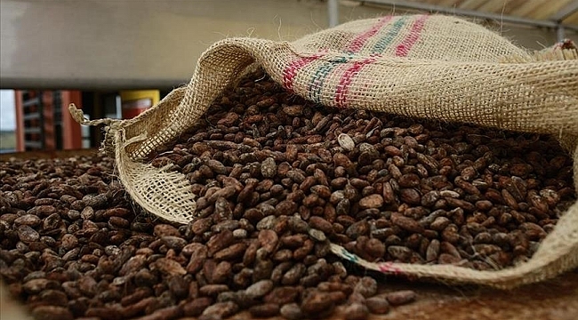 Turkije Verdient 1,7 Miljard Dollar aan Cacao die het Zelf Niet Produceert