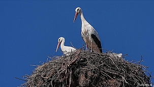 Yaren de Ooievaar keert terug: na lange trek herenigd met Nazlı in Bursa